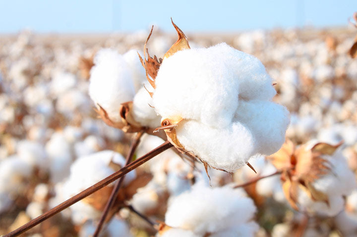 Closeup of a cotton plant in a field of cotton plants.